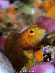 Piccolo blennide ma grandi colori by Salvatore Ianniello 